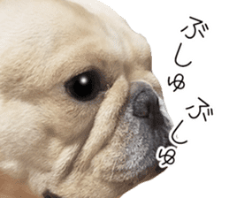 Hana-chan of French bulldog sticker #14405875