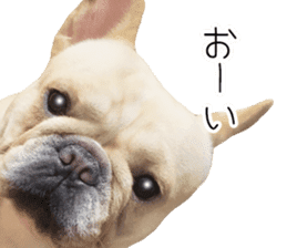 Hana-chan of French bulldog sticker #14405876