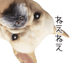 Hana-chan of French bulldog sticker #14405877