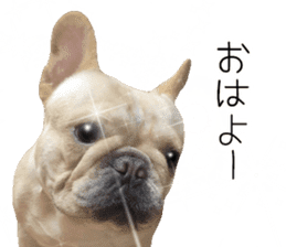 Hana-chan of French bulldog sticker #14405878