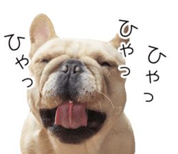 Hana-chan of French bulldog sticker #14405879
