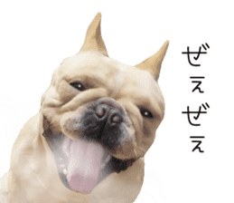 Hana-chan of French bulldog sticker #14405880
