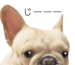 Hana-chan of French bulldog sticker #14405882