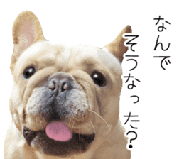 Hana-chan of French bulldog sticker #14405883