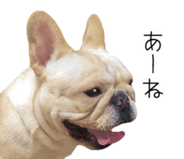 Hana-chan of French bulldog sticker #14405884