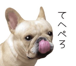 Hana-chan of French bulldog sticker #14405887