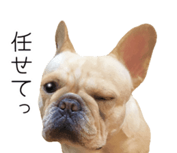 Hana-chan of French bulldog sticker #14405890