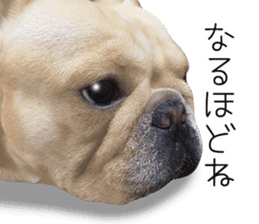 Hana-chan of French bulldog sticker #14405892
