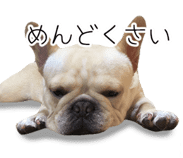 Hana-chan of French bulldog sticker #14405893