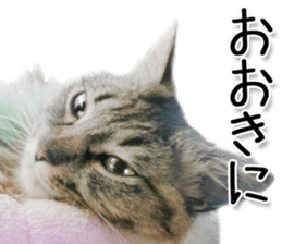 Kansai dialect cat 2(Photo) sticker #14406328