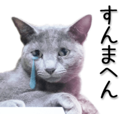 Kansai dialect cat 2(Photo) sticker #14406329