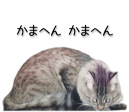 Kansai dialect cat 2(Photo) sticker #14406330