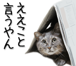 Kansai dialect cat 2(Photo) sticker #14406331