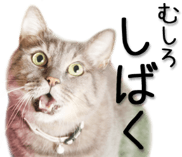 Kansai dialect cat 2(Photo) sticker #14406332