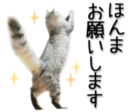 Kansai dialect cat 2(Photo) sticker #14406333