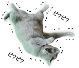 Kansai dialect cat 2(Photo) sticker #14406334