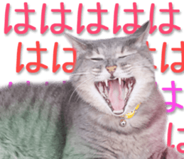 Kansai dialect cat 2(Photo) sticker #14406335
