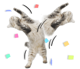 Kansai dialect cat 2(Photo) sticker #14406336