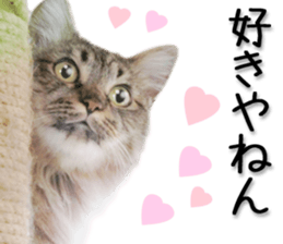 Kansai dialect cat 2(Photo) sticker #14406337