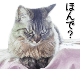 Kansai dialect cat 2(Photo) sticker #14406338