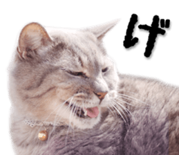 Kansai dialect cat 2(Photo) sticker #14406339