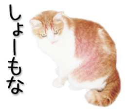Kansai dialect cat 2(Photo) sticker #14406341