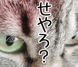 Kansai dialect cat 2(Photo) sticker #14406343