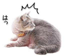 Kansai dialect cat 2(Photo) sticker #14406344