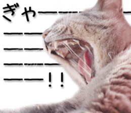 Kansai dialect cat 2(Photo) sticker #14406345