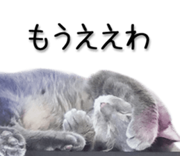 Kansai dialect cat 2(Photo) sticker #14406346