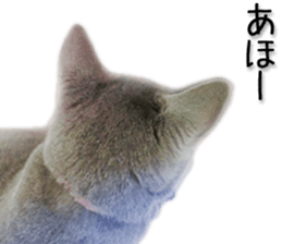 Kansai dialect cat 2(Photo) sticker #14406347