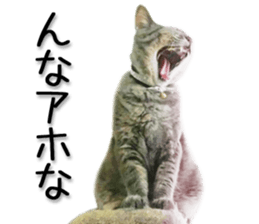 Kansai dialect cat 2(Photo) sticker #14406349