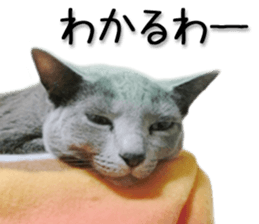 Kansai dialect cat 2(Photo) sticker #14406350