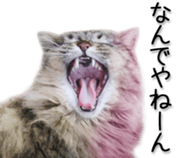 Kansai dialect cat 2(Photo) sticker #14406351