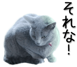 Kansai dialect cat 2(Photo) sticker #14406352