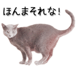 Kansai dialect cat 2(Photo) sticker #14406353