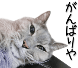 Kansai dialect cat 2(Photo) sticker #14406354