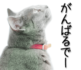 Kansai dialect cat 2(Photo) sticker #14406355