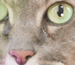 Kansai dialect cat 2(Photo) sticker #14406356