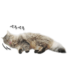 Kansai dialect cat 2(Photo) sticker #14406357