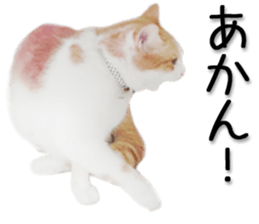 Kansai dialect cat 2(Photo) sticker #14406358