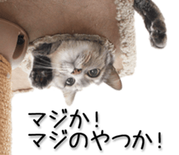 Kansai dialect cat 2(Photo) sticker #14406359