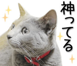 Kansai dialect cat 2(Photo) sticker #14406360