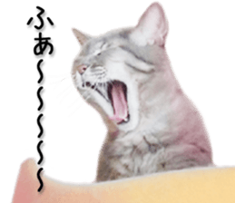 Kansai dialect cat 2(Photo) sticker #14406361
