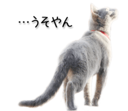 Kansai dialect cat 2(Photo) sticker #14406362