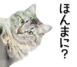 Kansai dialect cat 2(Photo) sticker #14406363