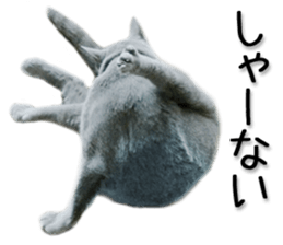 Kansai dialect cat 2(Photo) sticker #14406364