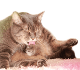 Kansai dialect cat 2(Photo) sticker #14406365