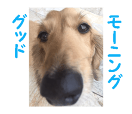 dog dog dog dog sticker #14406574