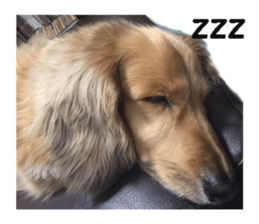 dog dog dog dog sticker #14406575